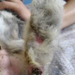 うさぎのソアホック