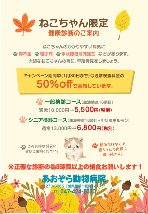 船橋市 健康診断 猫 あおぞら動物病院